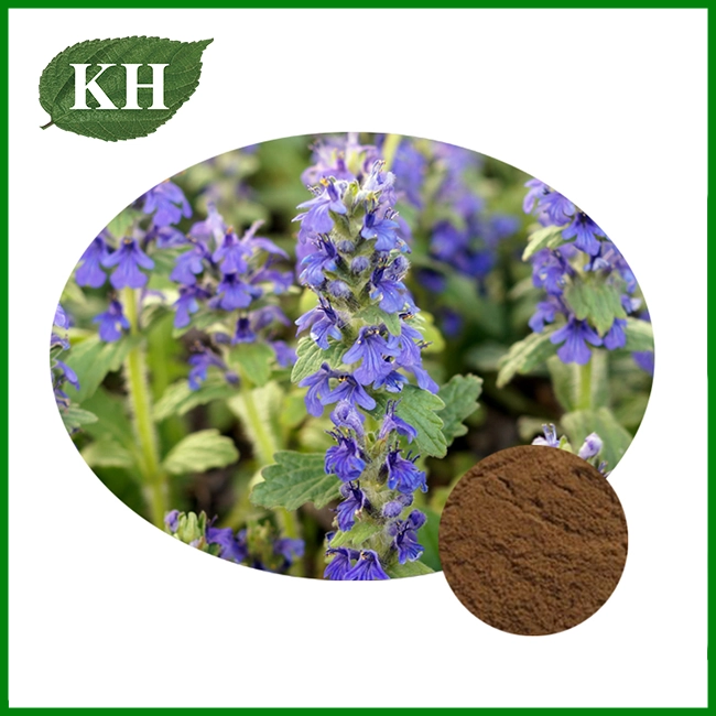 Ajuga Turkestanica Extract